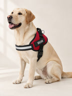 Yellow Labrador sitting in a crimson harness with BEAR on the name patch