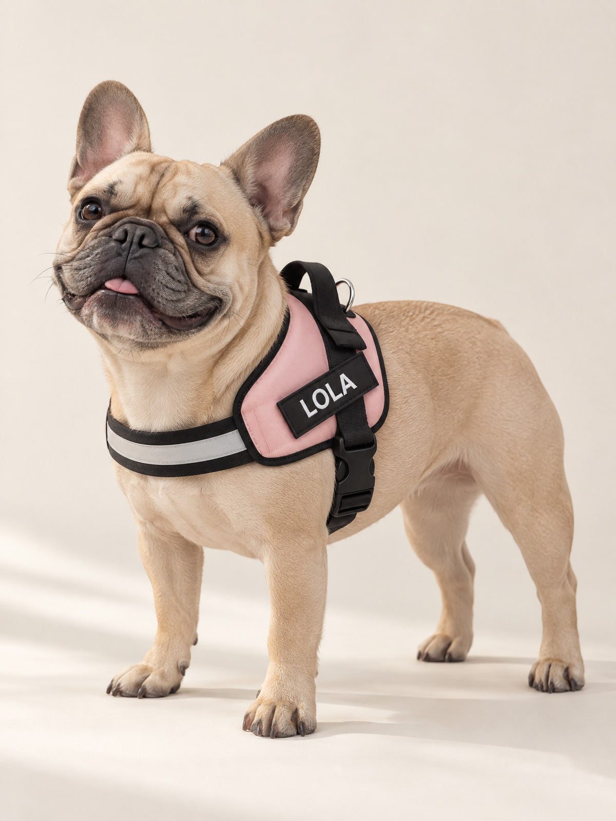 French Bulldog in a blush harness with LOLA on the name patch