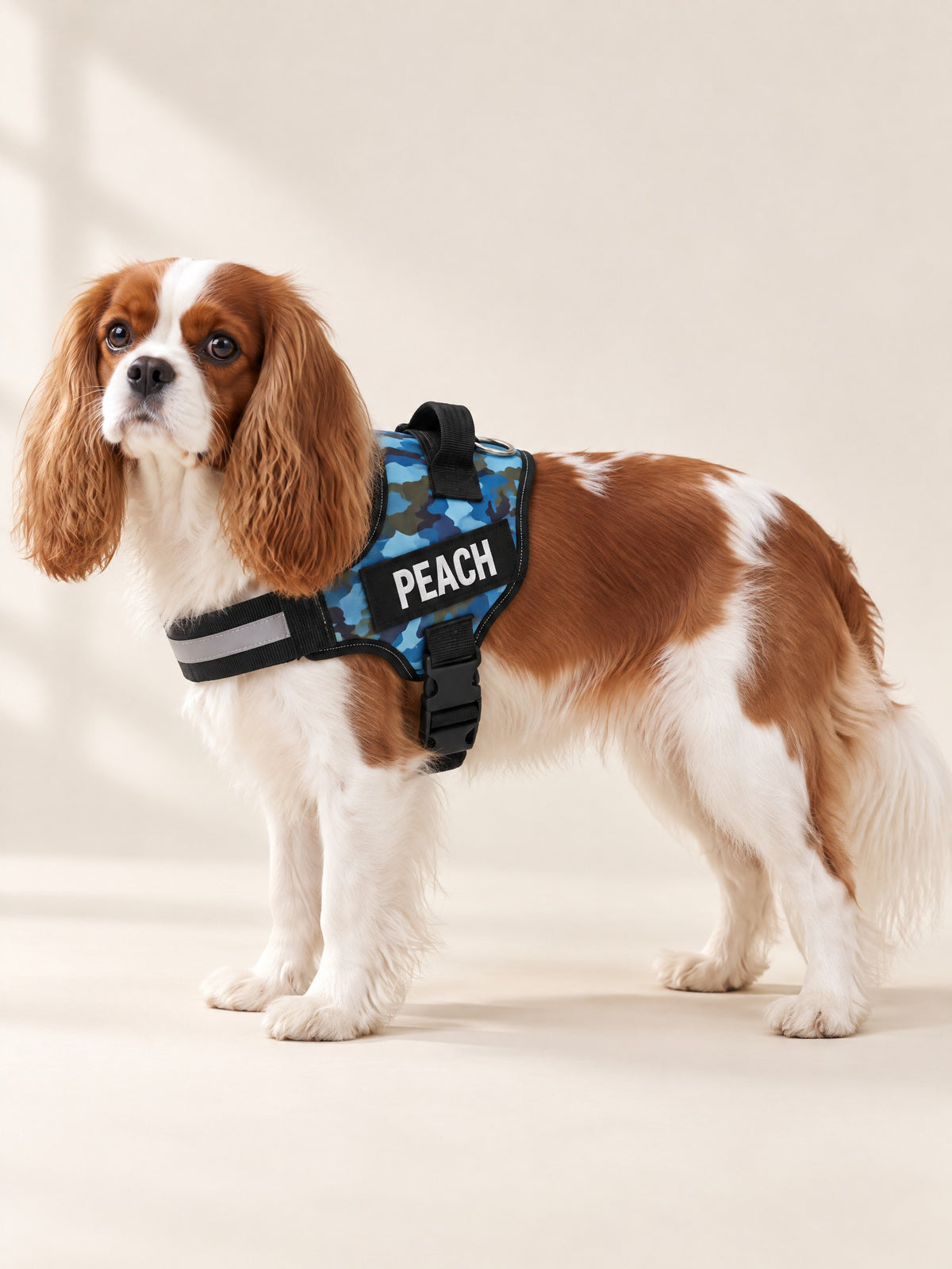 Blue camo harness on a Cavalier, name patch PEACH
