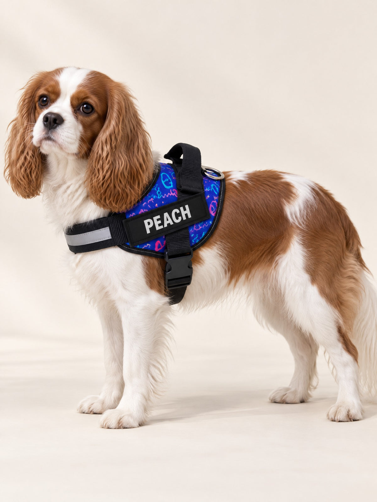 Blue doodle harness on a Cavalier, name patch PEACH