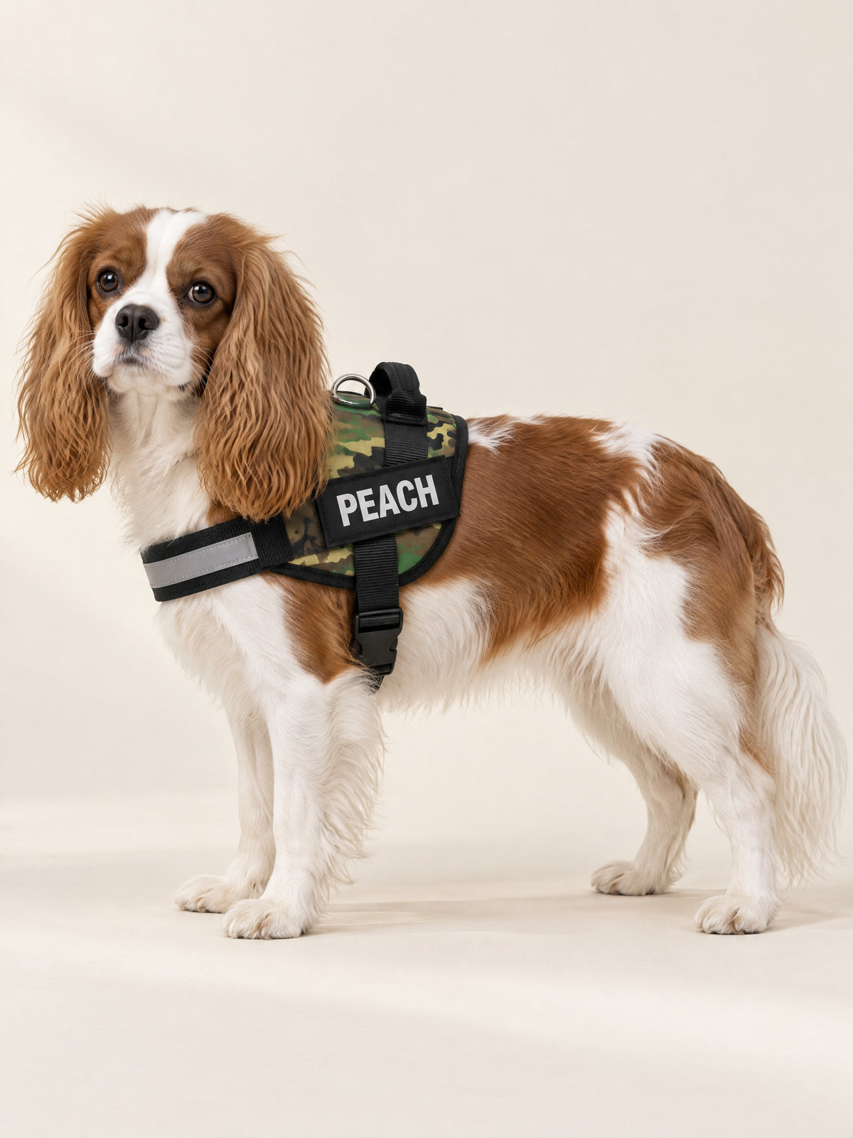 Camo green harness on a Cavalier, name patch PEACH