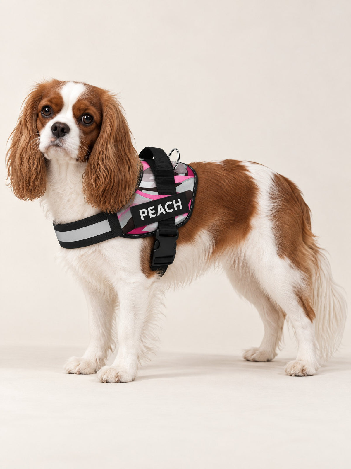 Camo pink harness on a Cavalier, name patch PEACH