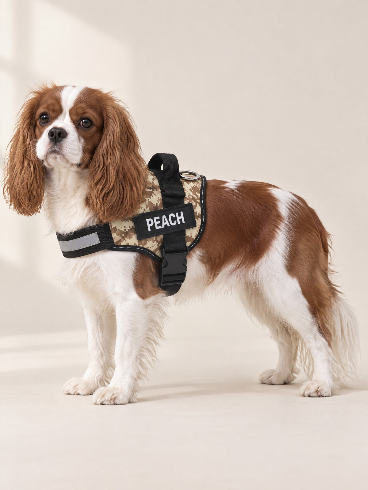 Desert camo harness on a Cavalier, name patch PEACH