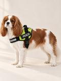 Blenheim Cavalier standing in a lime personalized harness with PEACH on the name patch