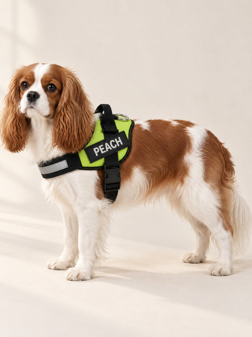 Blenheim Cavalier standing in a lime personalized harness with PEACH on the name patch