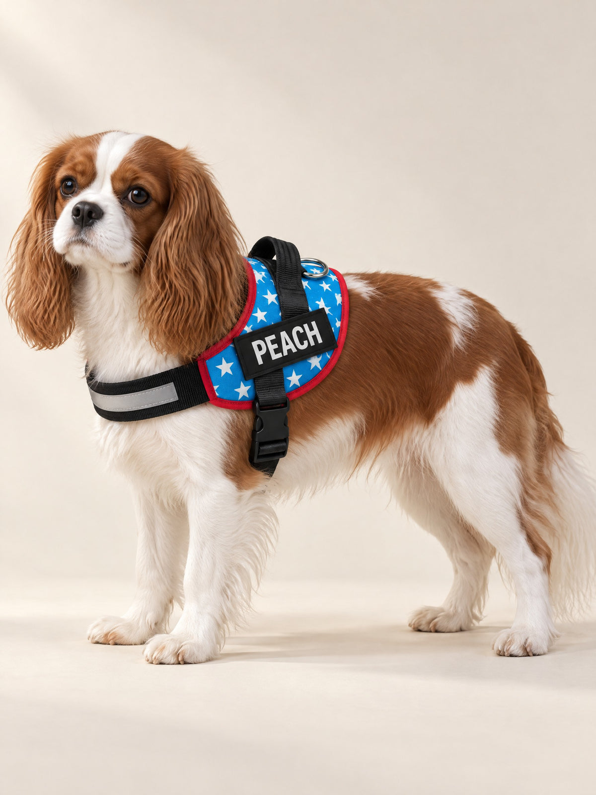 Stars harness on a Cavalier, name patch PEACH