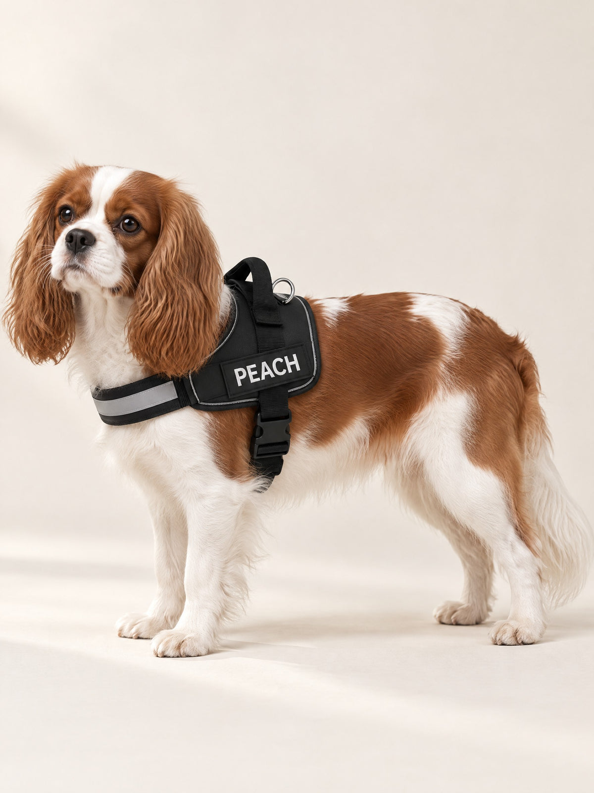 Black harness on a Cavalier, name patch PEACH