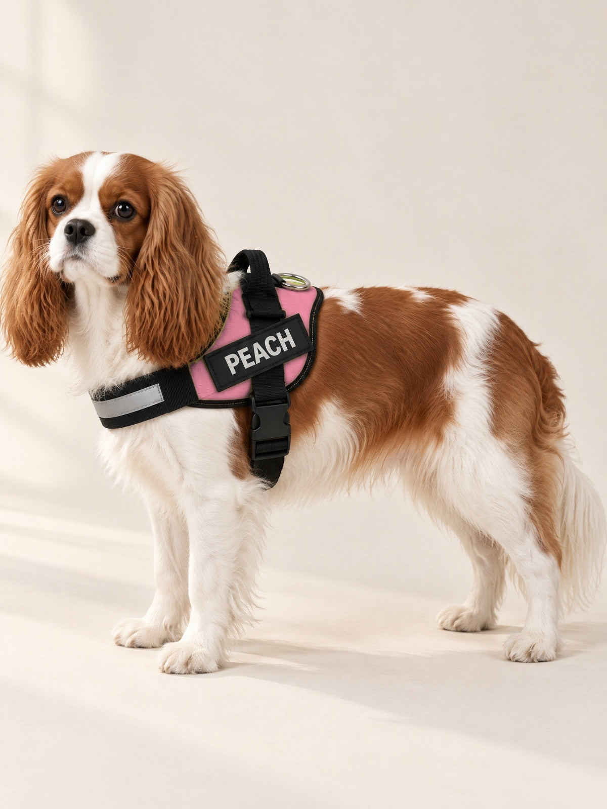 Blush harness on a Cavalier, name patch PEACH