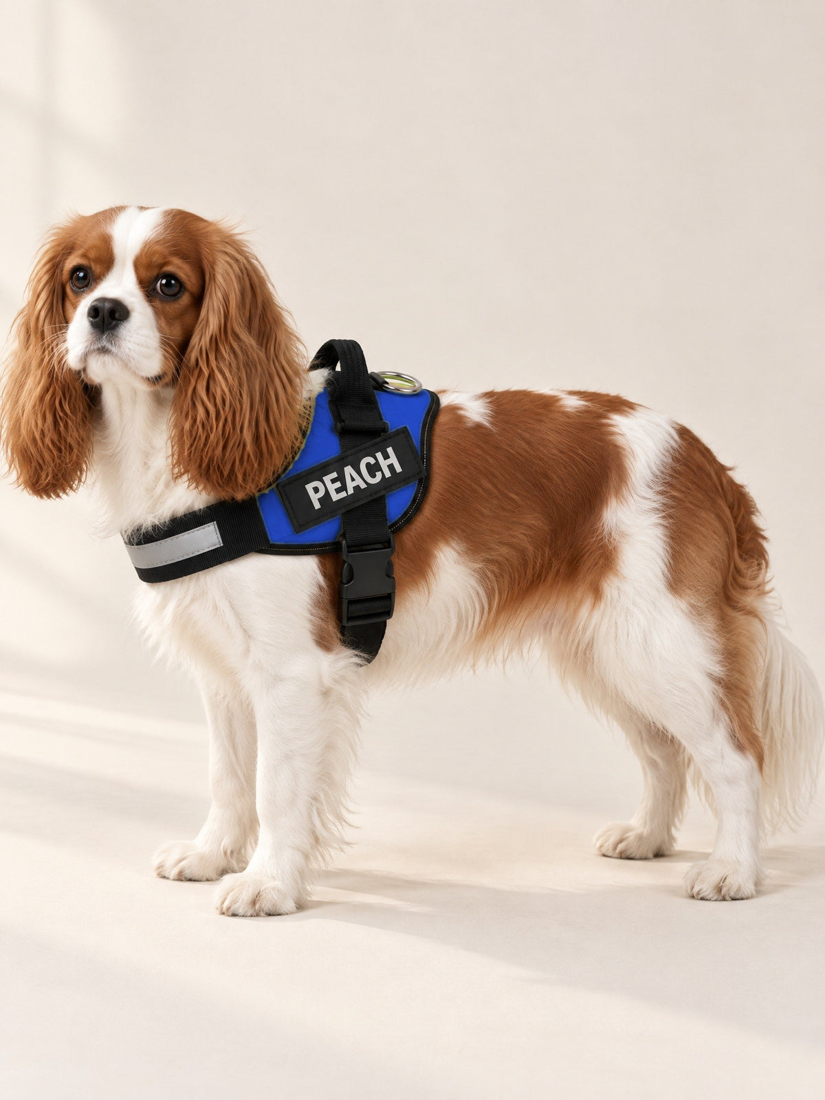 Cobalt harness on a Cavalier, name patch PEACH