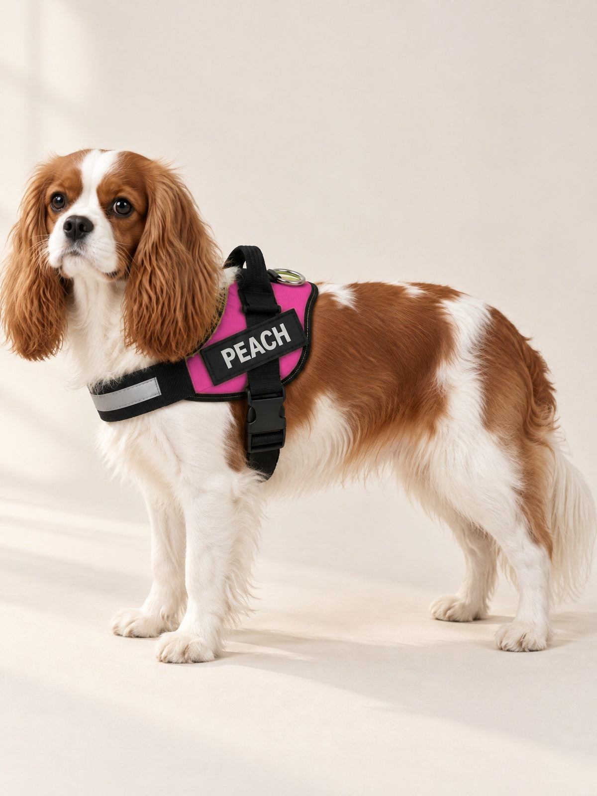 Fuchsia harness on a Cavalier, name patch PEACH