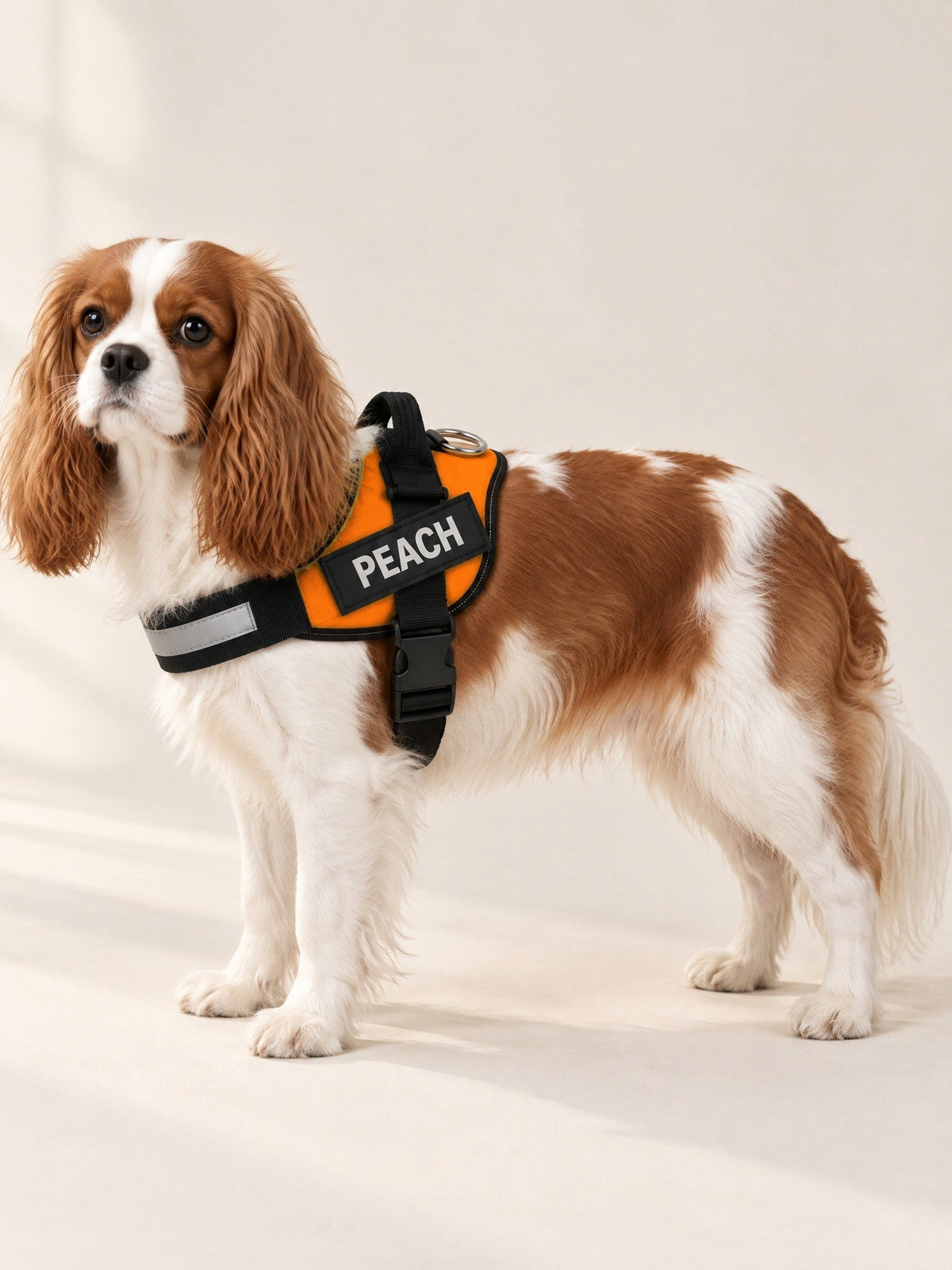 Tangerine harness on a Cavalier, name patch PEACH
