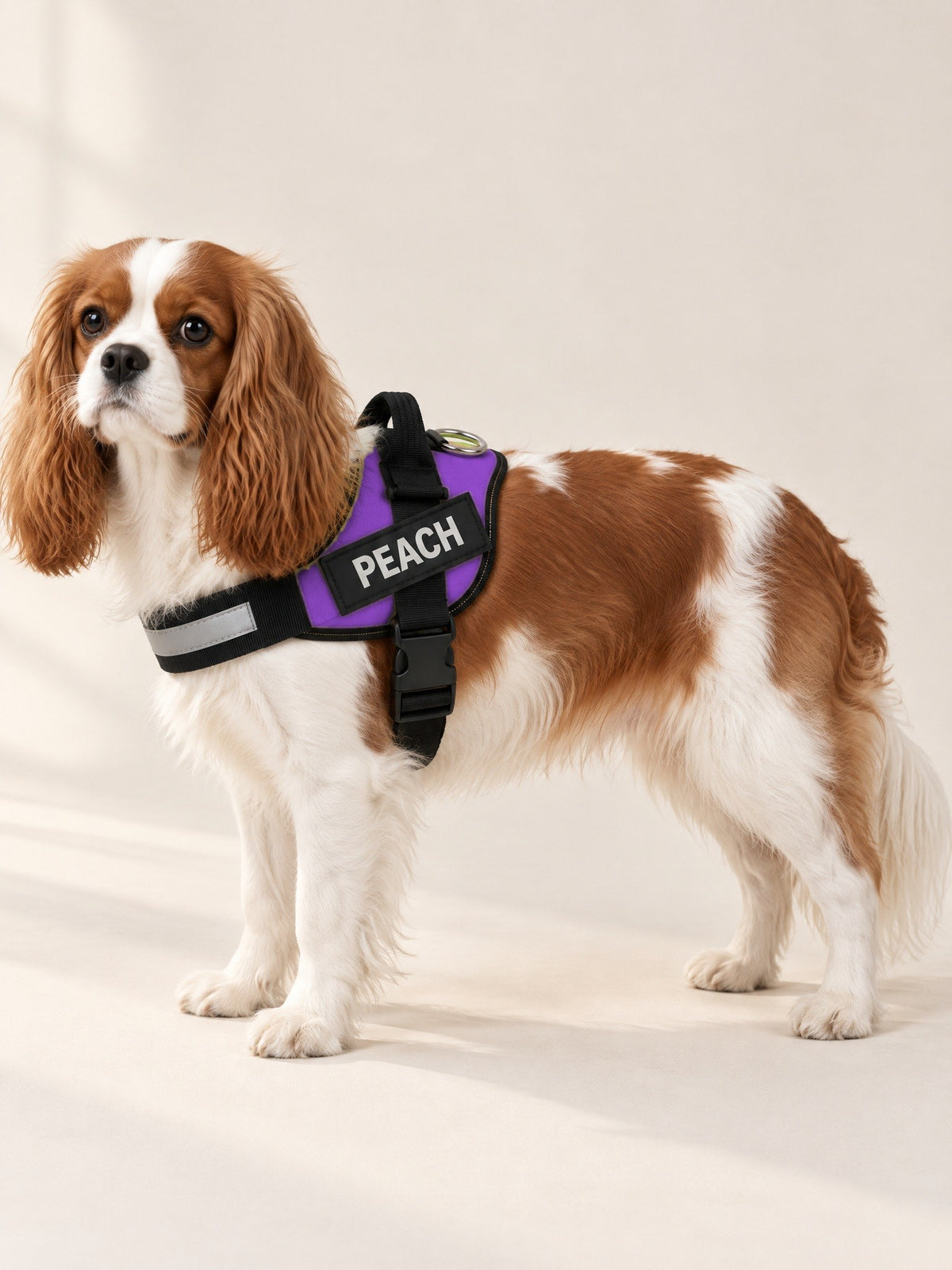 Violet harness on a Cavalier, name patch PEACH